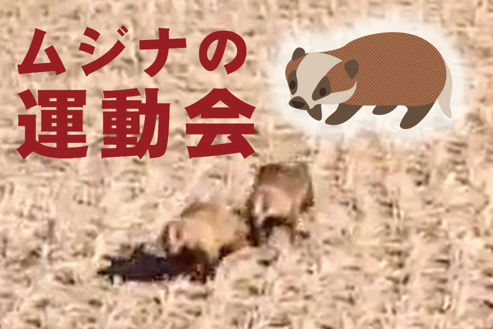 むじなの運動会